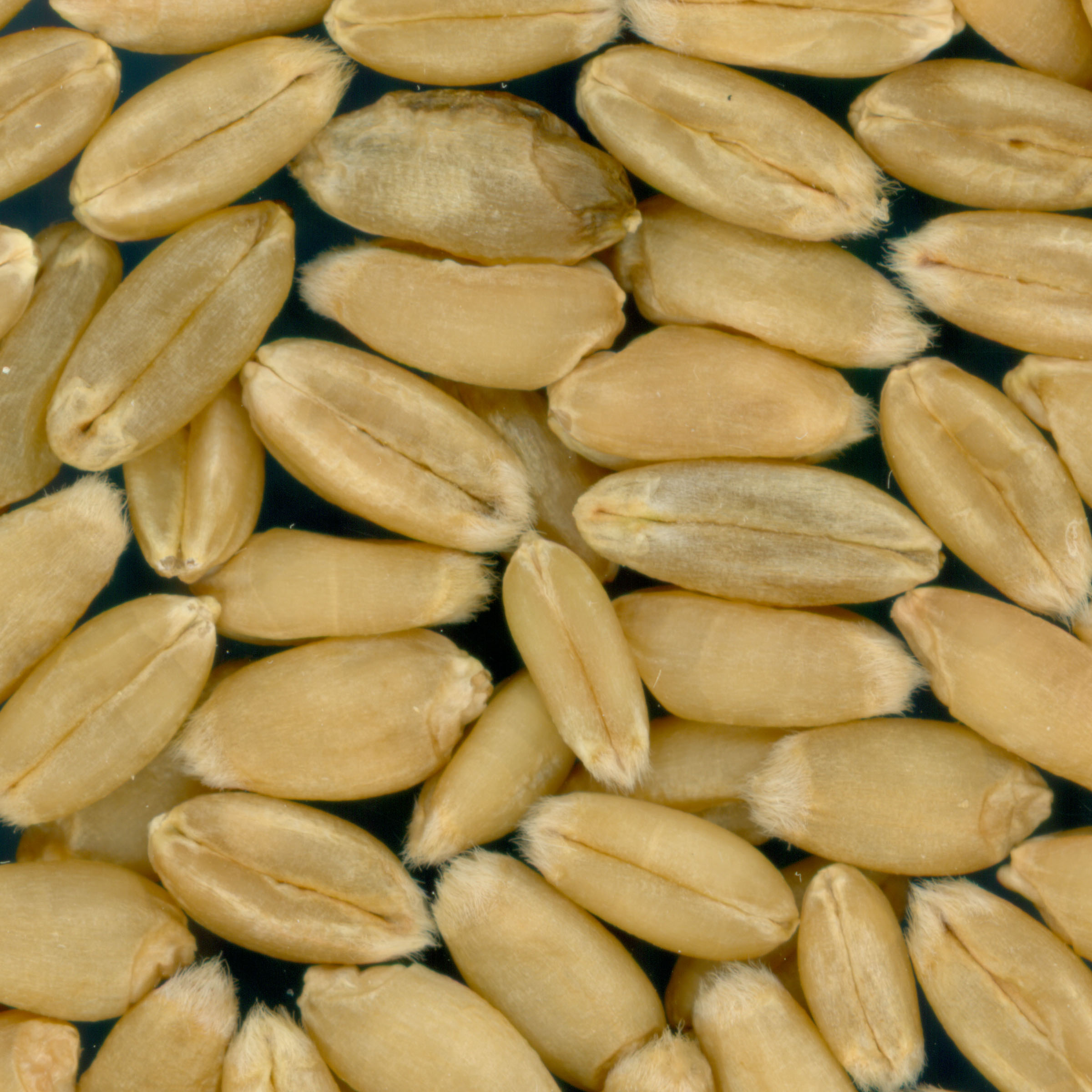 Click for 2 image(s) for this accession. KERNELS
